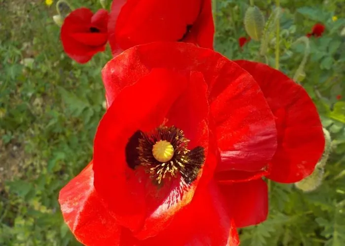 Emarmene Agrotouristic Home In Rhodes Nature